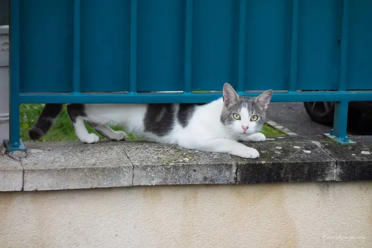 A sweet cat that was looking at me on my travels through Vernon