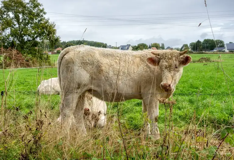  I saw plenty of dairy cows on my travels along the Seine, the weather in this area is perfect for them - fresh chewy grass everywhere!