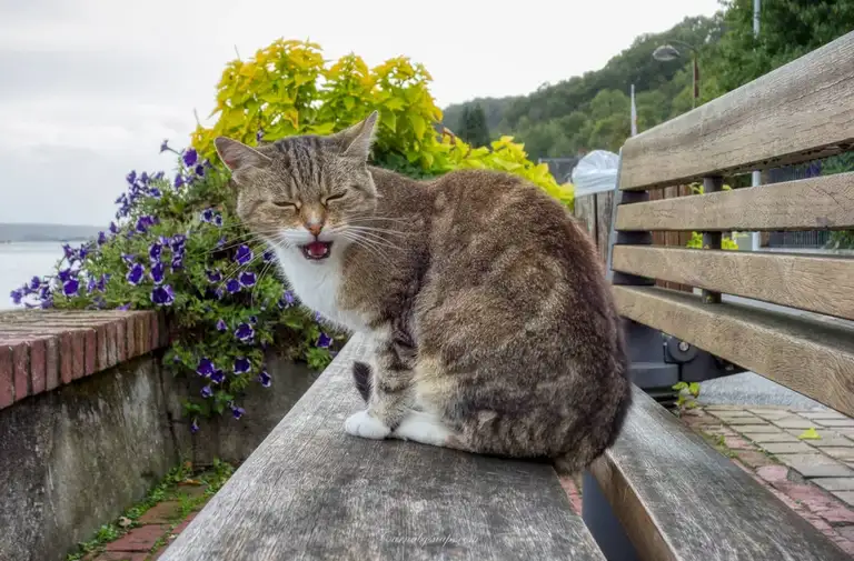 A friendly cat yawns on this bench outside the Victor Hugo museum in Villequier