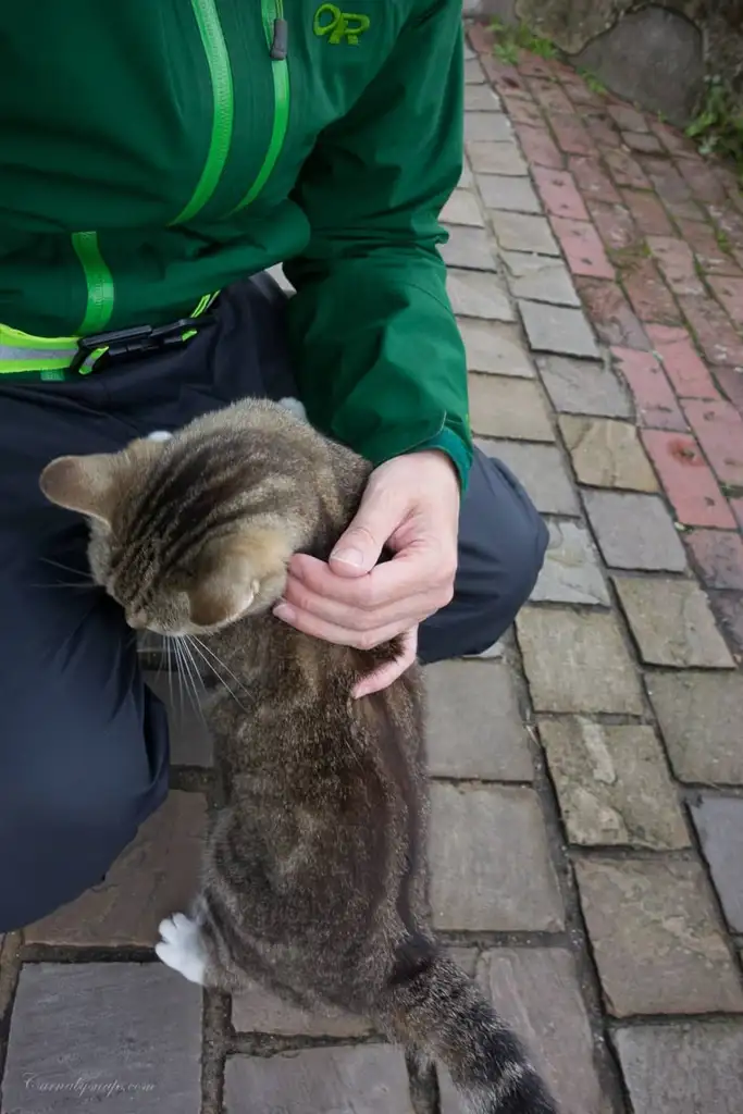 Very friendly this cat aww..