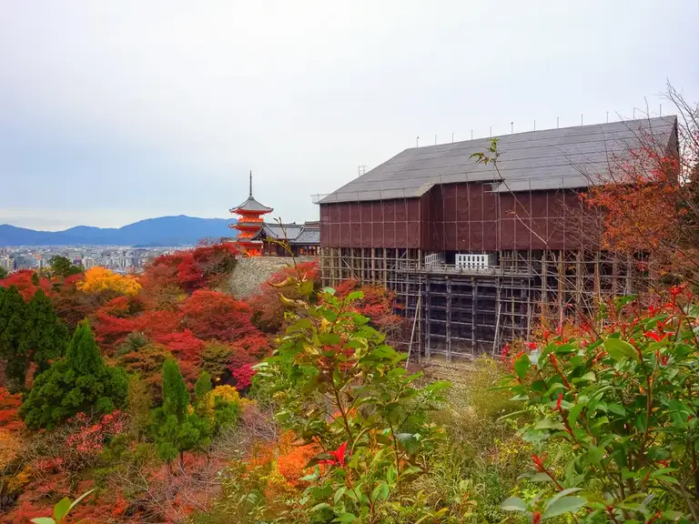 The Stage of Kiyomizu (under renovation) in Autumn Colors Kitomizu dear Temple, Kyoto