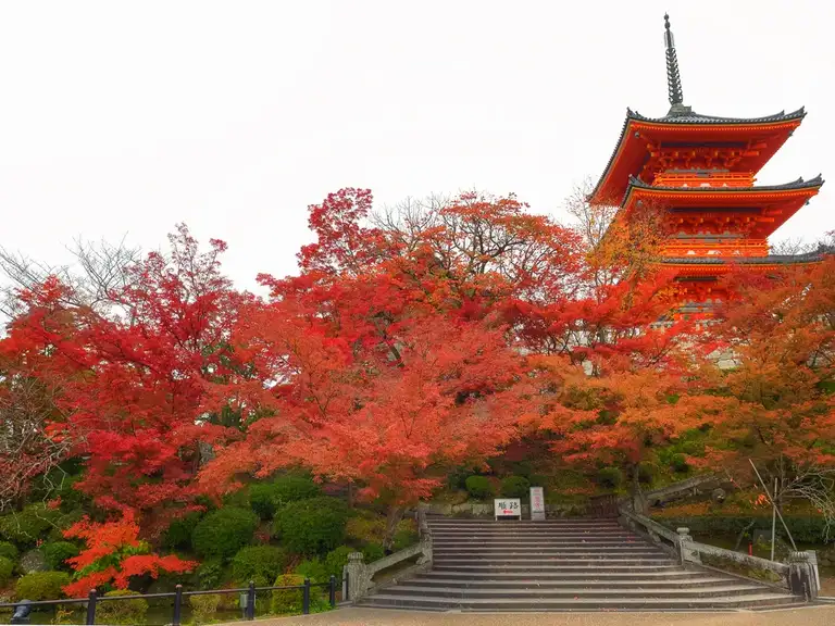 Sanjunoto pagoda in red autumn colors Kitomizu dear Temple, Kyoto