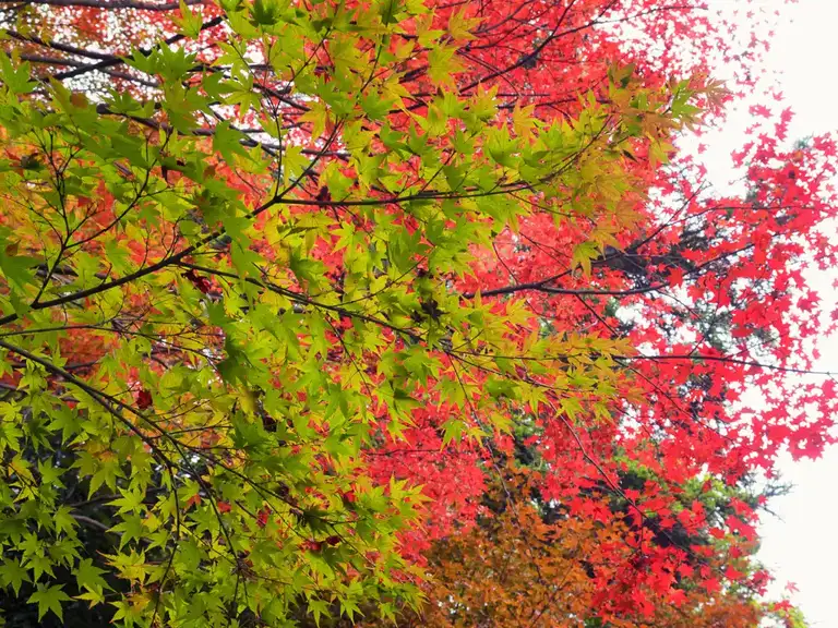 Autumn colors in Koshoji Temple Ryozen Honbyo, Kyoto