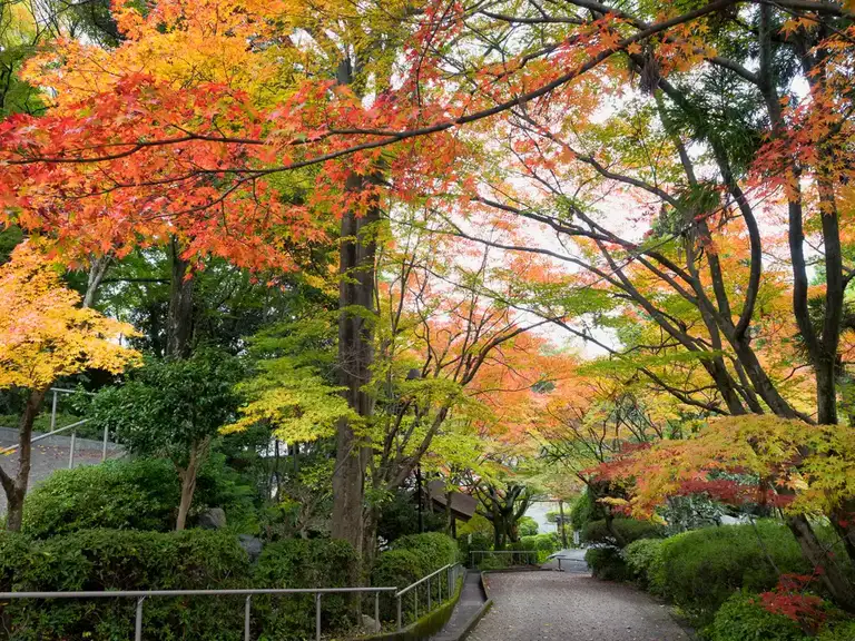 Path covered in autumn colors near Koshoji Temple Ryozen Honbyo, Kyoto