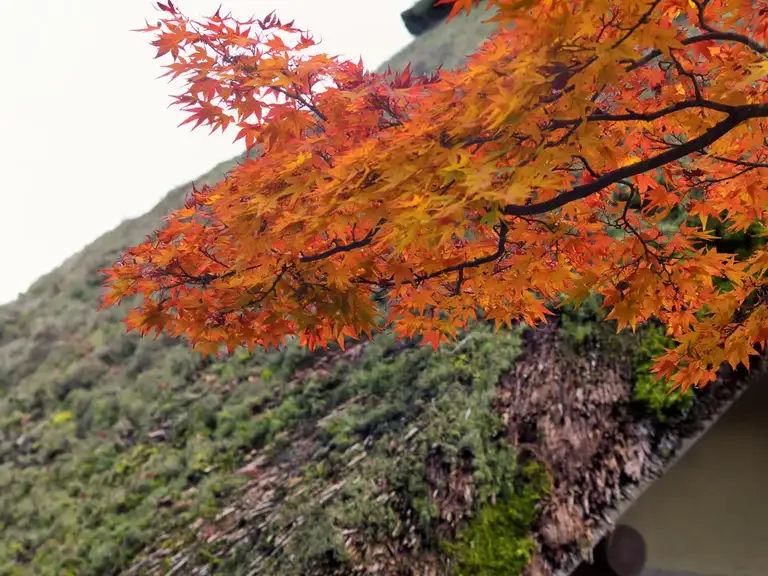 Orange autumn colors and moss on old barn at Kinkaku ji Kyoto
