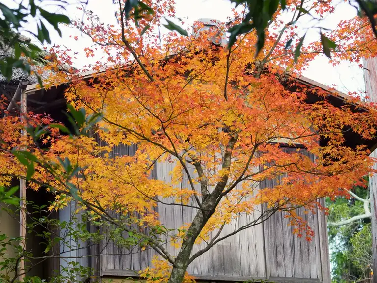 Yellow autumn colors and old barn at Kinkaku ji Kyoto