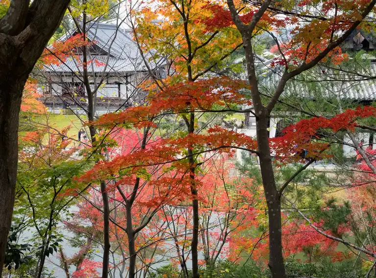  Trees with autumn colors in Kodai ji Kyoto