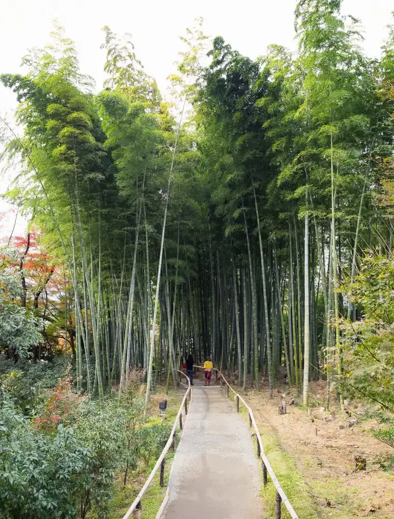 Walking into the Bamboo grove in Kodai ji Kyoto