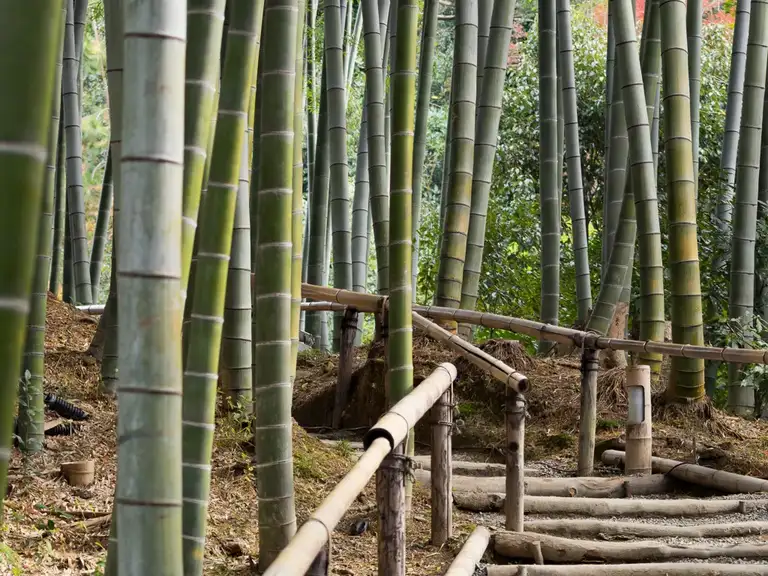 Close up of the Bamboo grove in Kodai ji Kyoto
