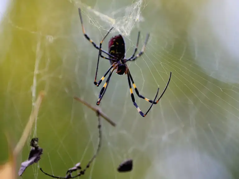  Spider spins a web in the wooded forest of Fushimi Inari Taisha Kyoto