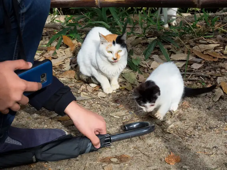 Baby cat playing at Fushimi Inari Taisha Kyoto