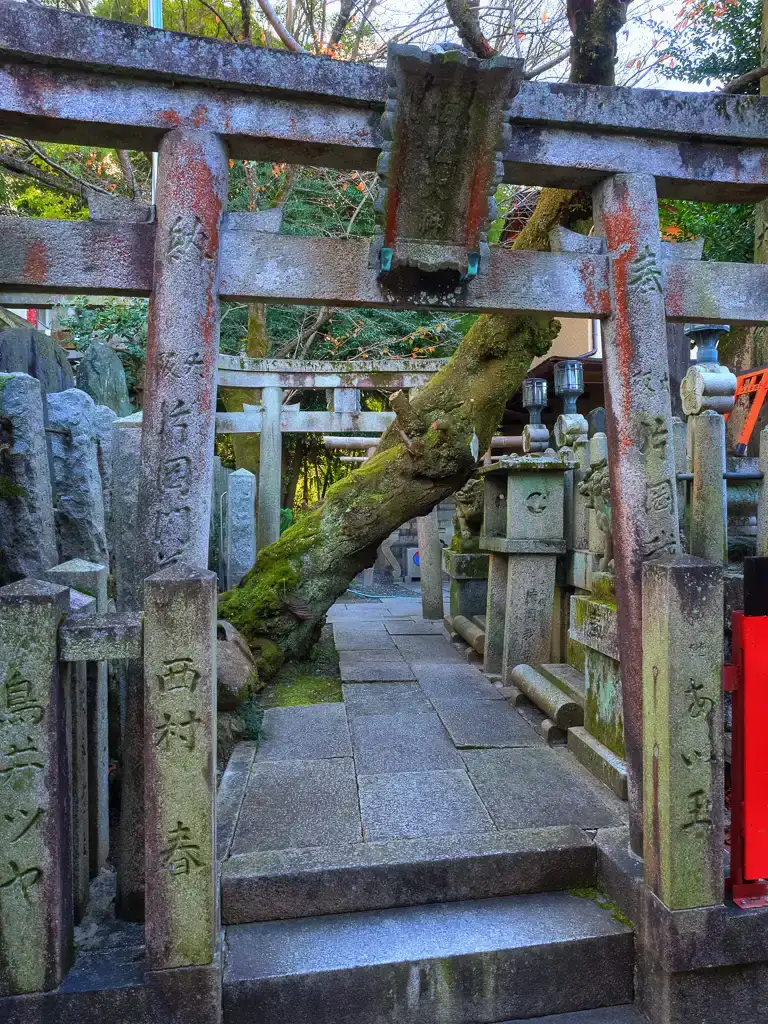 Old mossed tree growing through this shrine at Fushimi Inari Taisha Kyoto