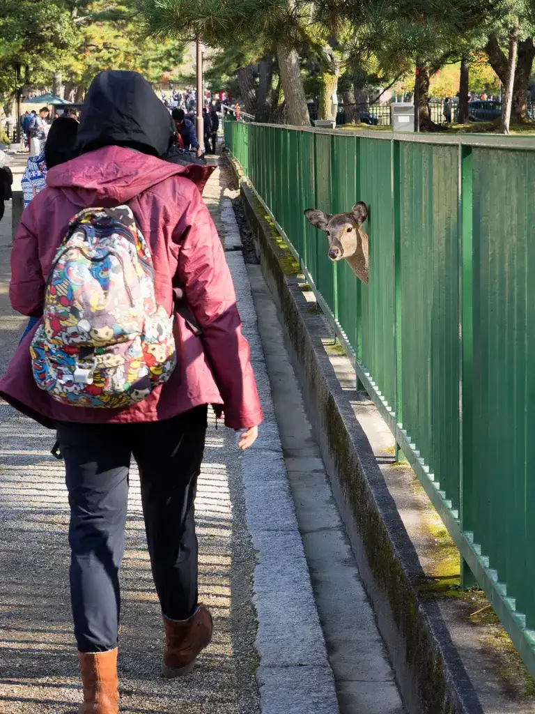 Deer popping its head through the gates at the exit of Kofukuji Nara
