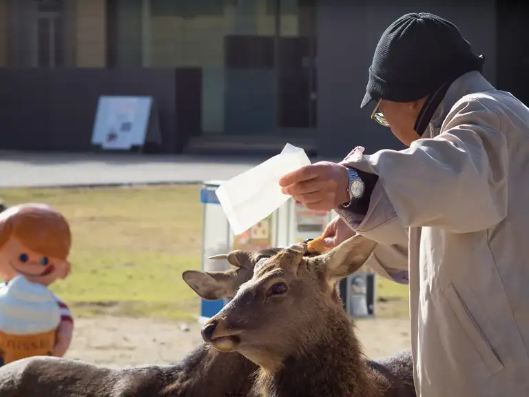  Japanese senior feeding the deer at Nara Park Nara