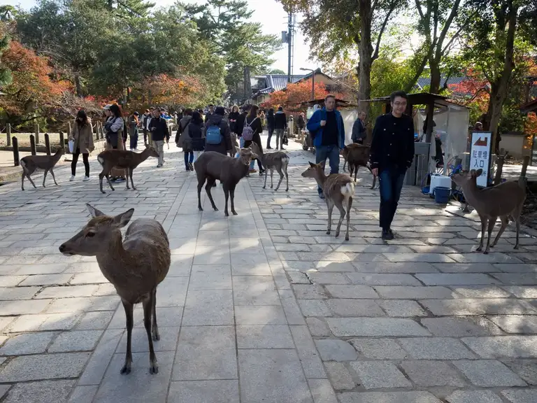 Deer roaming freely at The Great South Gate in Tōdai ji Nara