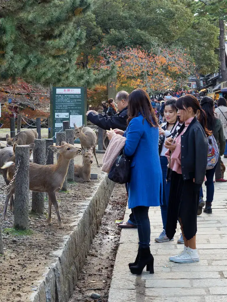 Girls feeding deer at The Great South Gate in Tōdai ji Nara