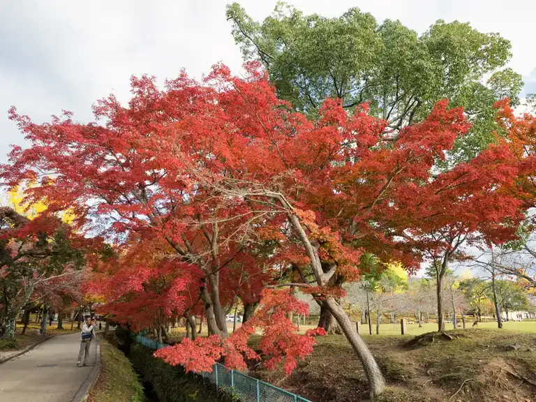 The bright autumn colors of the Japanese red maple in Todaiji Nara