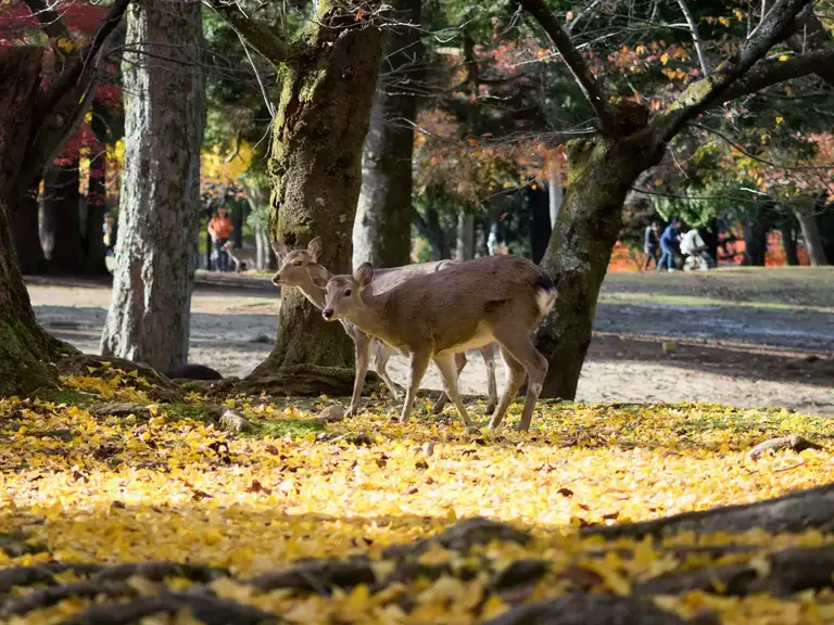  Two deer wander through the yellow leaved covered autumn grounds of Todaiji Nara