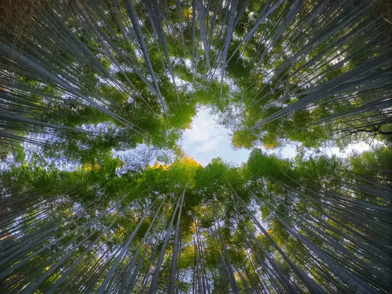 Looking up to the sky at the Bamboo Grove Arashiyama
