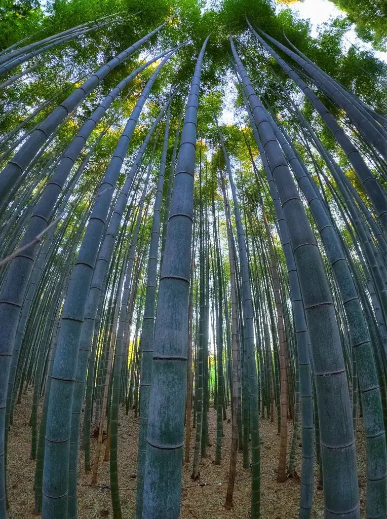 The long growth of Bamboo at the Bamboo Grove Arashiyama