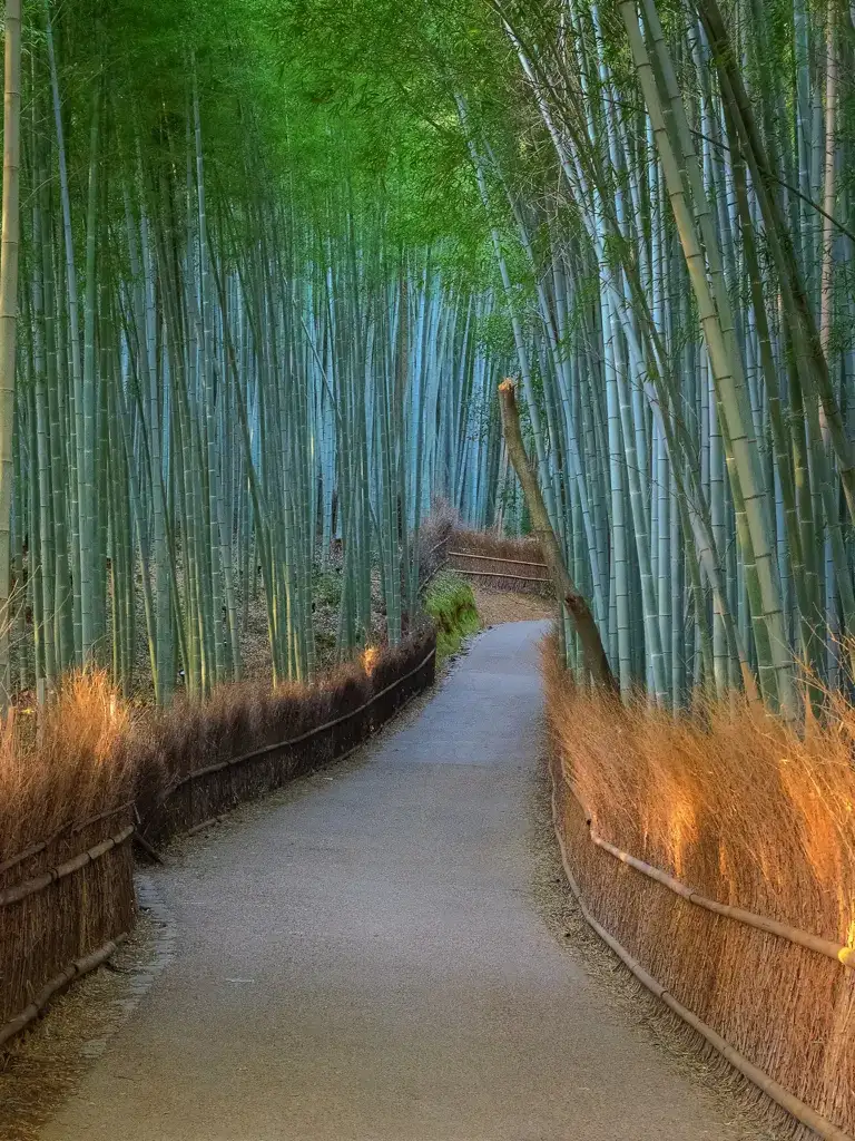 Early morning at the Bamboo Grove before the crowds Arashiyama