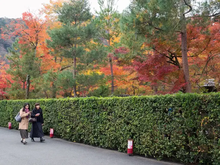 Two gilrs walk past a pefectly trimmed hedge with autumn colors Arashiyama