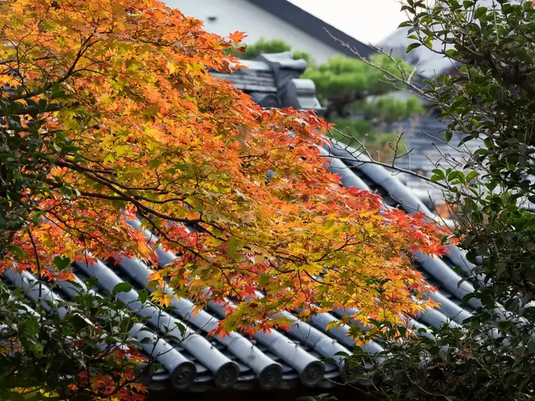  Temple roof details in autumn colors at Tenryu ji Arashiyama