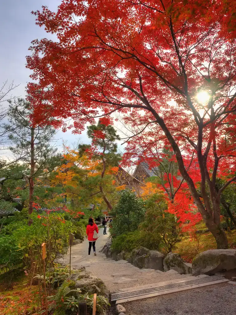 Walking through the Japanese Red Maples and autumn colors at Tenryu ji Arashiyama