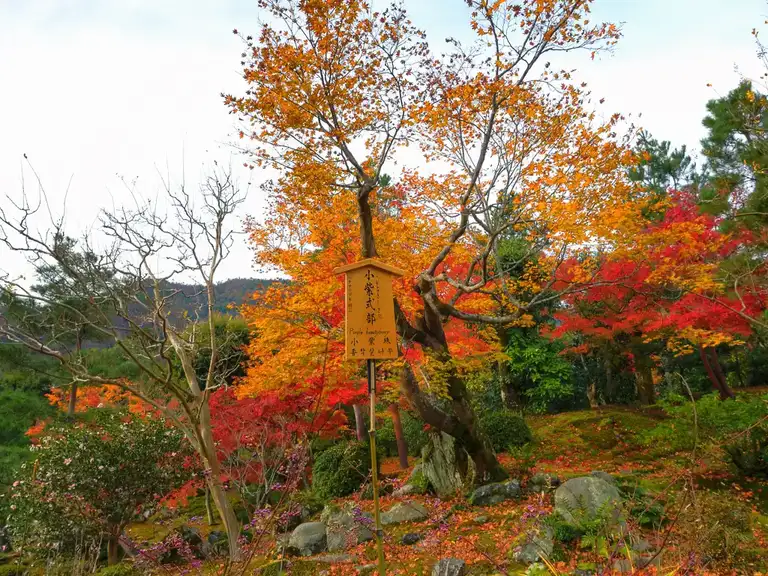  Pausing to look at the yellow and red autumn colors at Tenryu ji Arashiyama