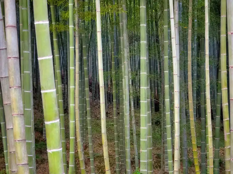  You can see the Bamboo Grove from inside Tenryu ji Temple Arashiyama