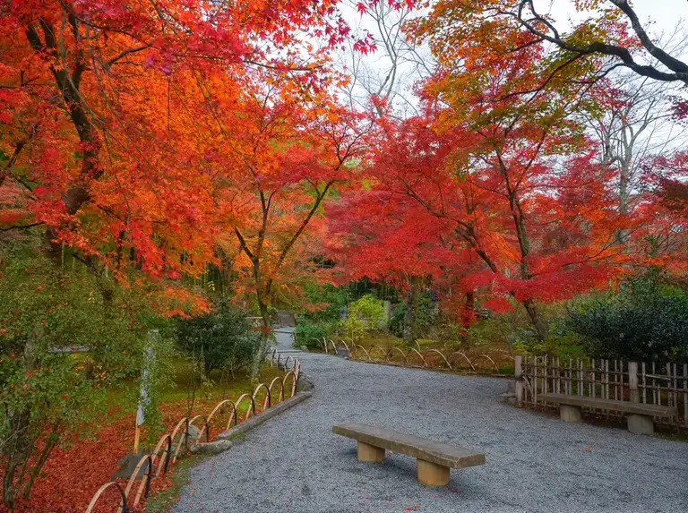 Japanese Red Maple autumn colors at Tenryu ji Temple Arashiyama