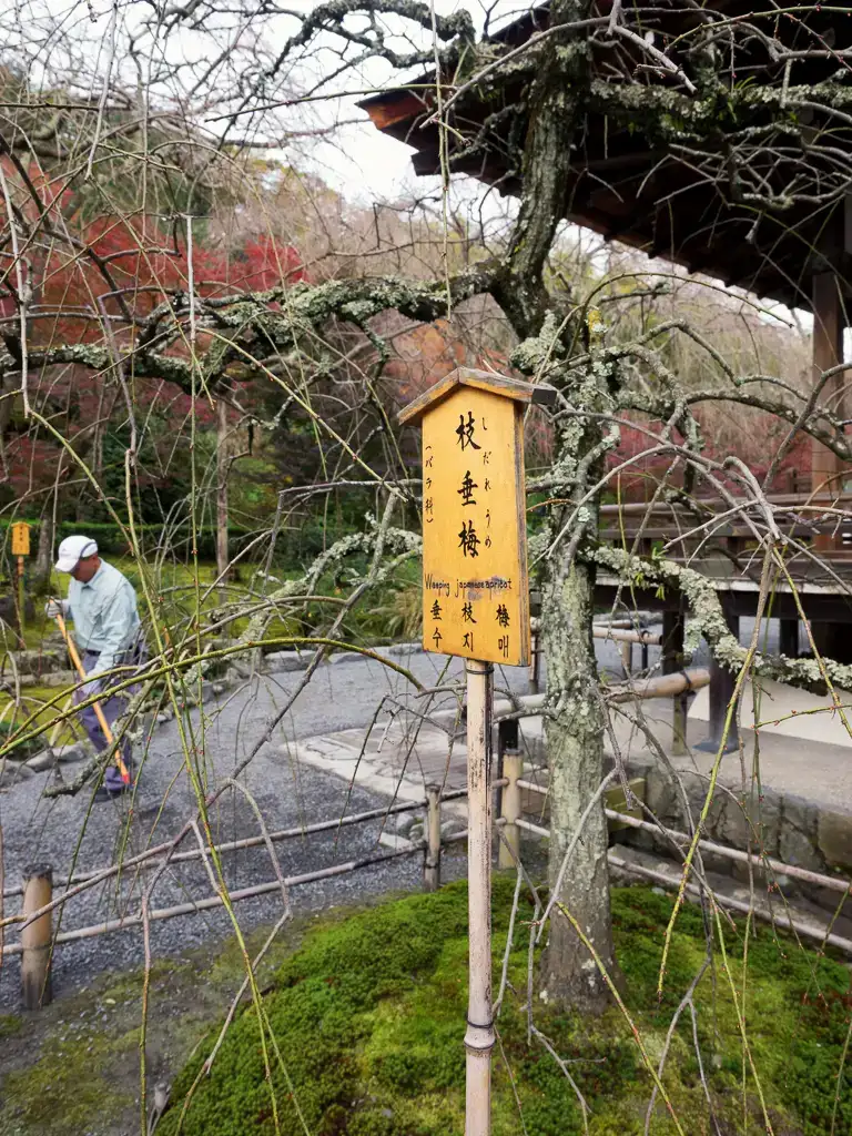 Withering tree outside the Tahoden at Tenryu ji Temple Arashiyam
