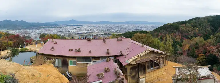 The hut roof a poper hang out for the macaques at the Iwatayama Monkey Park Arashiyama