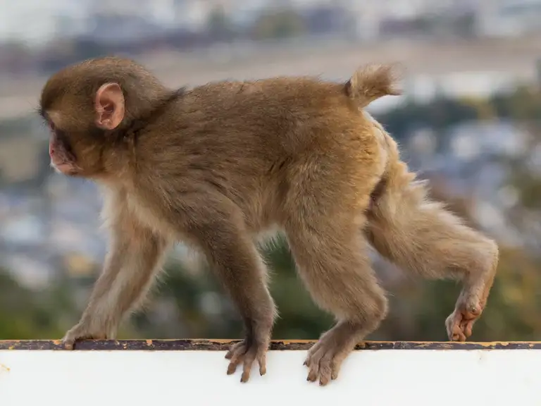 Baby Snow Monkey climbs along a sign post at the Iwatayama Monkey Park Arashiyama