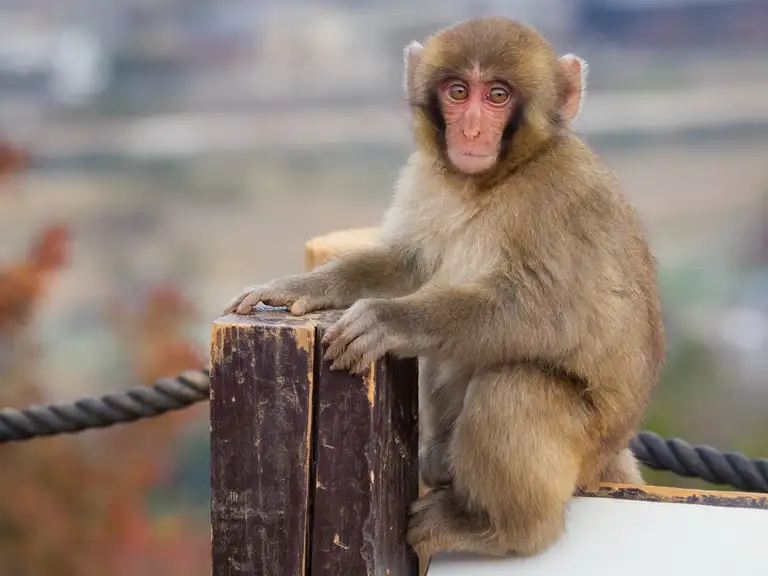Furry baby Snow Monkey starring at us monkeys at the Iwatayama Monkey Park Arashiyama