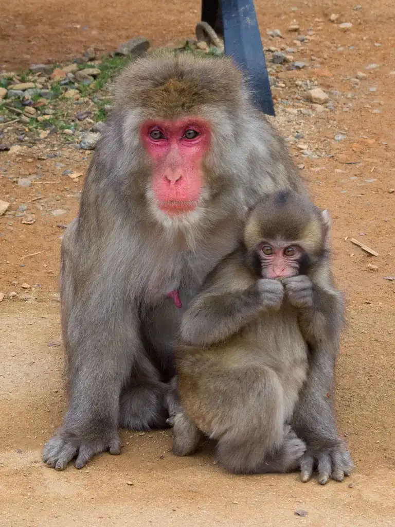 Baby Snow Monkey with parent at the Iwatayama Monkey Park Arashiyama