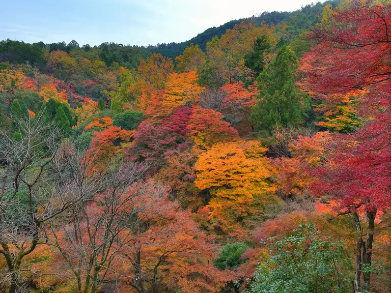 The brilliant autumn colors in the hills of the Iwatayama Monkey Park Arashiyama