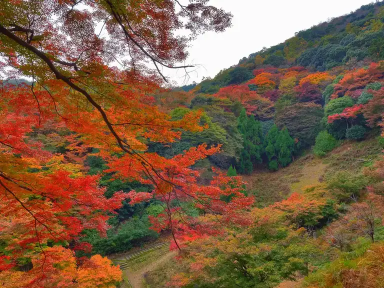 The autumn colored path in the hills of the Iwatayama Monkey Park Arashiyama