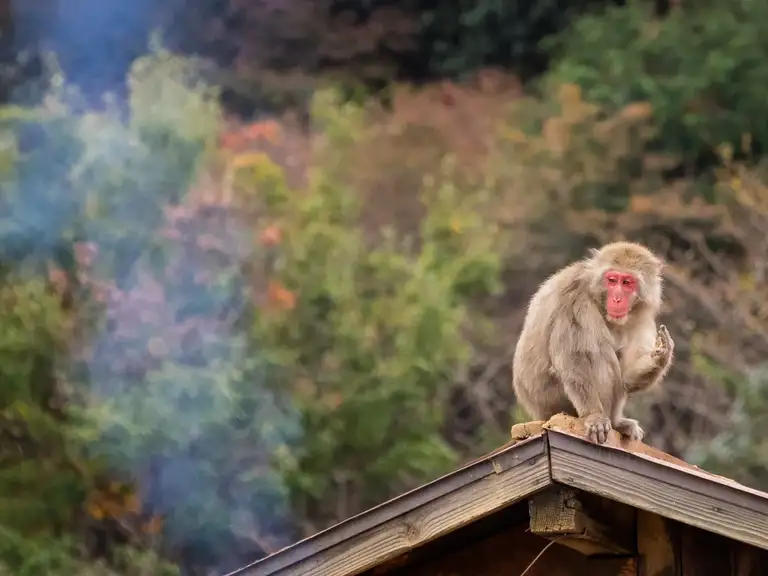 Snow monkey hanging ten on the hut roof of the Iwatayama Monkey Park Arashiyama