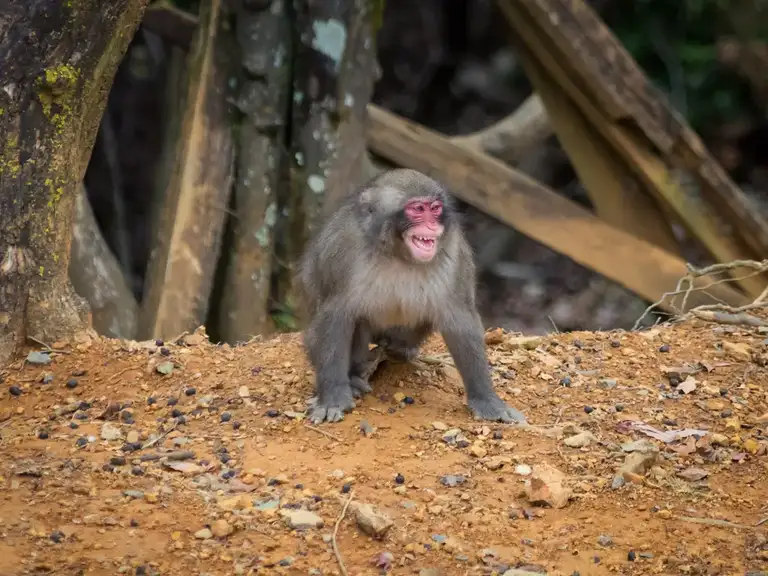 Screeching baby Japanese macaque at the Iwatayama Monkey Park Arashiyama