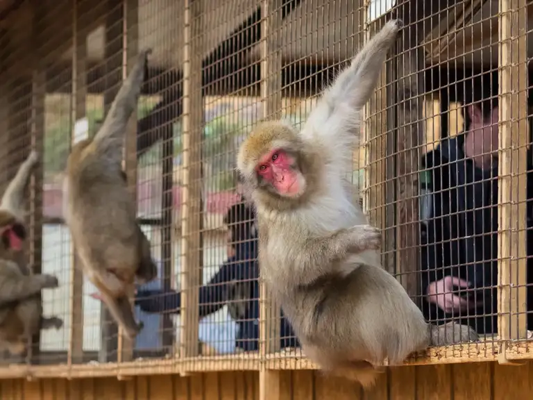Japanese macaque waiting for the other monkies to stick food through the fence at the Iwatayama Monkey Park Arashiyama