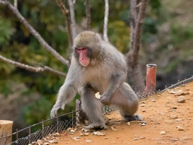 Japanese macaque collecting peanuts at the Iwatayama Monkey Park Arashiyama