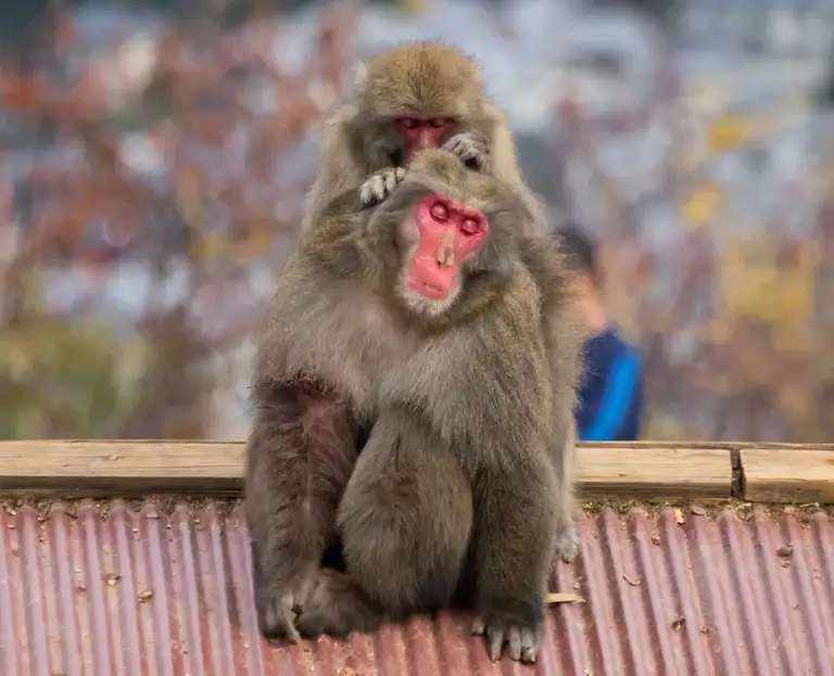 Japanese macaques grooming each other Iwatayama Monkey Park Arashiyama