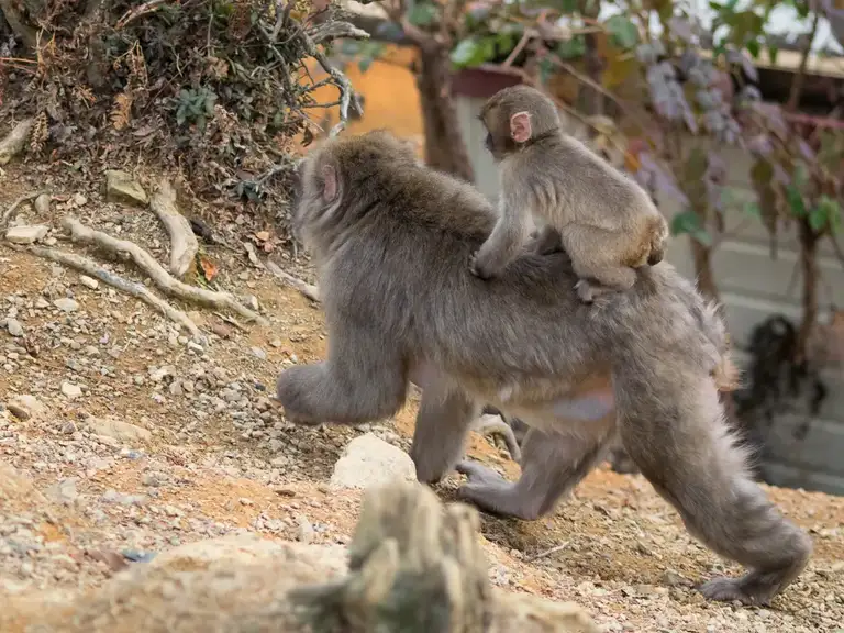Baby Japanese macaques hitching a ride at the Iwatayama Monkey Park Arashiyama