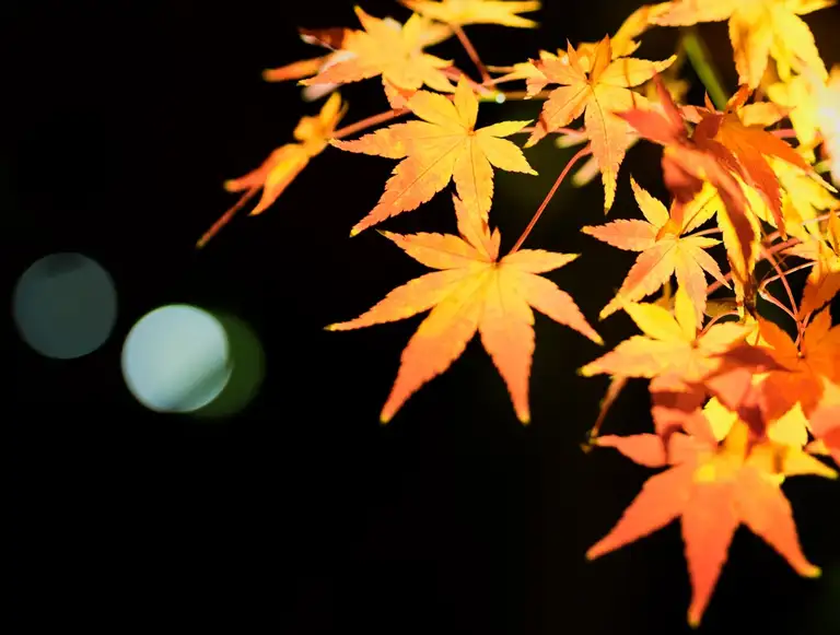 Yellow maple leaves at the Eikando Zenrin ji autumn color night illuminations Kyoto