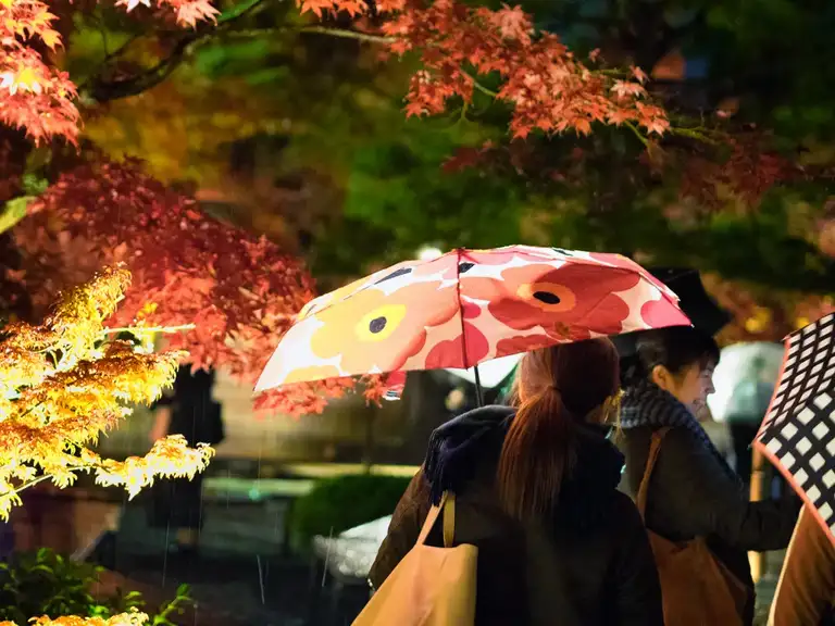 Umbrella matching the beautiful colors at the Eikando Zenrin ji autumn color night illuminations Kyoto