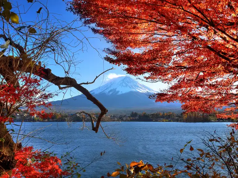 Looking through the autumn colors of the Japanese red maple at Mount Fuji on a clear day Lake Kawaguchi