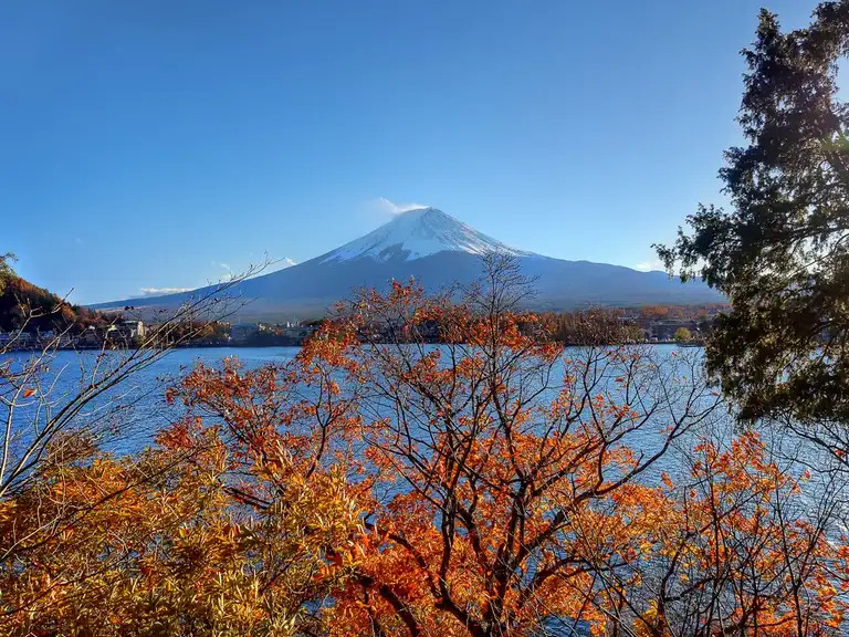 Looking through the autumn colors of the trees at Mount Fuji on a clear day Lake Kawaguchi
