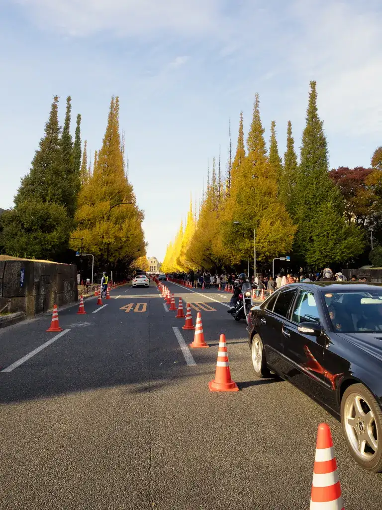 Row of Ginkgo Trees Minato
