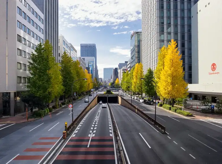  Line of Ginko trees near my hotel Chuo